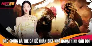 Các Giống Gà Tre Đá Dễ Nhận Biết Nhờ Ngoại Hình Cân Đối