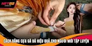 Cách Băng Cựa Gà Đá Hiệu Quả Cho Người Mới Tập Luyện