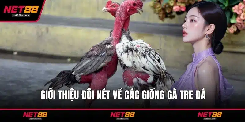 Giới thiệu đôi nét về các giống gà tre đá